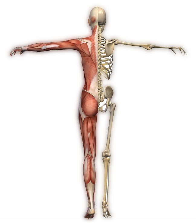 Human body showing muscular and skeletal structure